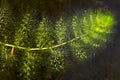 Clusters of bladders on leaves of bladderwort in New Hampshire. Royalty Free Stock Photo