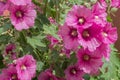 Blooming flowers Alcea rosea from the Malvaceae family with pink petals with maroon streaks and yellow centers among green leaves