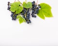 Clusters of blue grape with leaves on white background. Food background. Top view, copy space Royalty Free Stock Photo