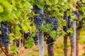 Clusters of blue grapes on a row of vines Royalty Free Stock Photo