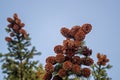 Clusters of blurred spruce or pine cones hanging on branches of a coniferous tree on background of a blue autumn sky Royalty Free Stock Photo