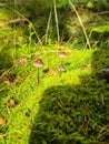 clusters of brown mushrooms on moss Royalty Free Stock Photo