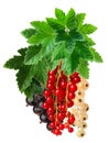 Clusters (bunches) of red,white and black currants together