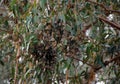 Monarch Butterfly Grove, Pismo Beach, California Royalty Free Stock Photo