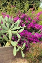 Cactus and Bright Pink Bougainvillia in the Monarch Butterfly Grove, Pismo Beach, California Royalty Free Stock Photo