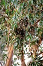 Monarch Butterfly Grove, Pismo Beach, California Royalty Free Stock Photo