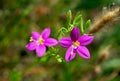 Canchalagua, Centaurium venustum, Yosemite