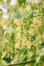 Clusters of Chinese wingnut seeds among dense foliage