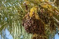 Clusters of dates hanging from the tree at a date plantation close-up Royalty Free Stock Photo