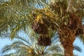 Clusters of dates hanging from the tree at a date plantation Royalty Free Stock Photo