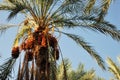 Clusters of dates on a palm tree Royalty Free Stock Photo