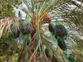 Clusters of Dates on a palm tree in Abu Dhabi, UAE. Royalty Free Stock Photo