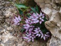 Clusters of Devil`s Claw Physoplexis comosa, a rare alpine plant in flower in the Italian Alps and Dolomiti area. Royalty Free Stock Photo