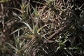 CLUSTERS OF EPIPHYTE PLANT LEAVES IN SUNLIGHT LIVING IN A TREE