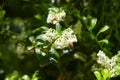 Clusters of flowers of lily of the valley tree  Clethra arborea Royalty Free Stock Photo