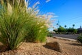 Clusters of Fountain Grass (Pennisetum setaceum