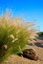 Clusters of Fountain Grass (Pennisetum setaceum