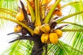 Clusters of freen coconuts close-up hanging on palm tree Royalty Free Stock Photo