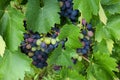 Clusters of fresh red wine grapes growing among grapevine and green leafs. Royalty Free Stock Photo