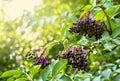 Clusters fruit black elderberry in garden in sun light Sambucus nigra. Common names: elder, black elder, European elder,