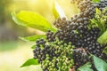 Clusters fruit black elderberry in garden in sun light Sambucus nigra. elder, black elder