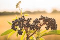 Clusters fruit black elderberry in garden in sun light Sambucus nigra. elder, black elder.