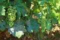 Clusters of Grapes in Priorat Spain