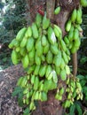 Clusters of Green Bilimbi Fruit on Tree in Tropical North Shore Oahu, Hawaii