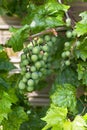 Clusters of Green Grapes