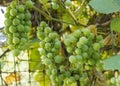 Clusters of Green Grapes