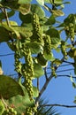 Clusters of green sea grapes against sky