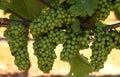 Clusters of growing green grapes on a vineyard Royalty Free Stock Photo
