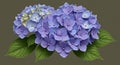 Clusters of hydrangea flowers (Hydrangea macrophylla) are depicted with