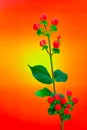 Clusters of hypericum red berries or st johns wort berries on colorful background Royalty Free Stock Photo