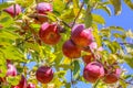 Clusters of Maine Red Apples