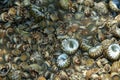 Sea snails read to eat Royalty Free Stock Photo