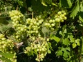 Clusters in maturation of Nebbiolo grapes on the Langhe hills near Serralunga d`Alba, Piedmont - Italy Royalty Free Stock Photo