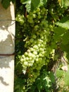 Clusters in maturation of Nebbiolo grapes on the Langhe hills near Serralunga d`Alba, Piedmont - Italy Royalty Free Stock Photo