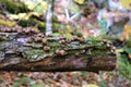 Small brown puffball mushrooms on horizontal log Royalty Free Stock Photo