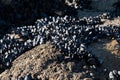 Clusters of mussel shells attached to rock at the beach. Close up Royalty Free Stock Photo