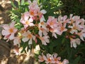 Clusters of oleanders flowers-Andalusia-Spain