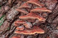 Clusters of orange and brown fungi adorn bark tree, revealing fascinating details and biodiversity found in forest environments
