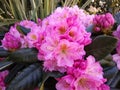Rhododendron 'Scintillation' Royalty Free Stock Photo