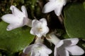 Flowers of trailing arbutus at Valley Falls Park in Connecticut.