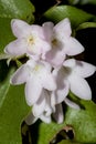 Flowers of trailing arbutus at Valley Falls Park in Connecticut.