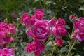 Clusters of Pink Knockout Roses