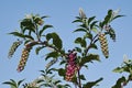 Clusters of pokeweed berries