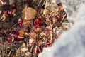 Clusters of red and brown stonecrop plant hiding among rocks