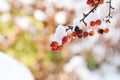 Clusters of red crab apples on branch, covered in snow Royalty Free Stock Photo