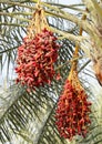Clusters of red Kimri & khalal dates Royalty Free Stock Photo